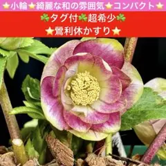 2026年最新】クリスマスローズ 利休の人気アイテム - メルカリ