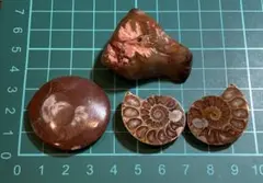【特価⭐︎】化石セット④