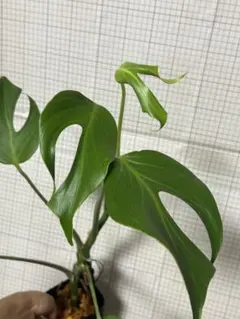 ハ*)様 モンステラデリシオーサバールマルクスフレーム4号鉢植え大株美