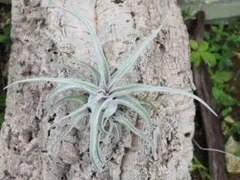 Tillandsia loliacea Compact Good Clone - メルカリ