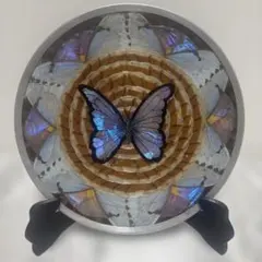 2026年最新】蝶 標本 ブラジルの人気アイテム - メルカリ