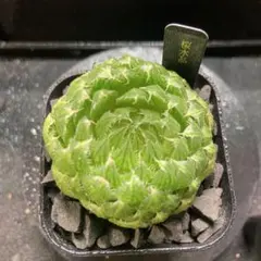 ハオルチア　桜水晶　大きい