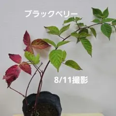木いちご◆ブラックベリー◆高さ約60cm◆①