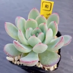 にゃ。様 リクエスト 5点 まとめ商品