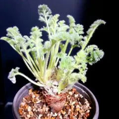 2026年最新】ペラルゴニウムの人気アイテム - メルカリ