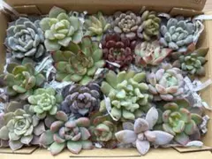 多肉植物　寄せ植えセット　☆セール☆ ⚠︎商品説明ご覧ください