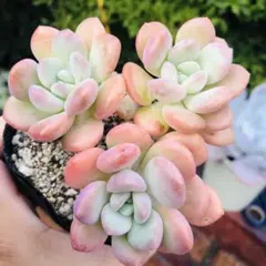 NEW❗️578多肉植物 エケベリア ロココ 抜き苗 寄せ植え 4苗セット
