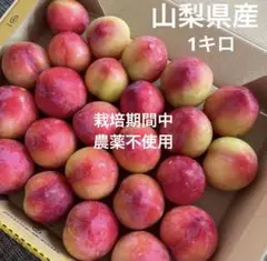 【長野県北信州産】大石早生プラム.すもも　秀品Lサイズ 5kg 長野県北信州産】大石早生プラム.すもも 秀品Lサイズ 1kg - メルカリ