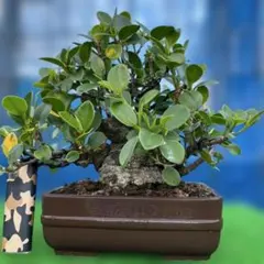 0011 金のなる木 5円玉2個挿入 幹の太様19cm 高さ 60cm - メルカリ