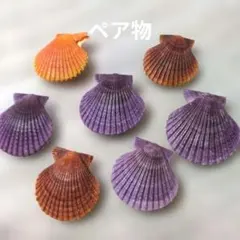 2026年最新】ヒオウギ貝 貝殻セットの人気アイテム - メルカリ