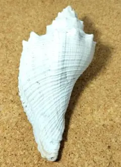 ホラガイ　法螺貝　貝殻　標本 ホラガイ【35cm前後/1個】法螺貝