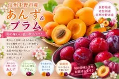 本州クール便込み1キロ【信州中野産 あんず＆大石早生プラム食べ比べセット】家庭用のサムネイル
