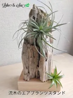 流木のエアプランツスタンド