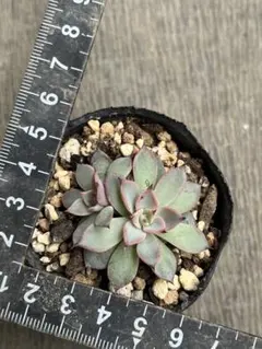 2026年最新】コロラータ ざわわの人気アイテム - メルカリ