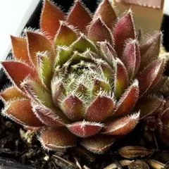2026年最新】多肉植物 センペルビウムの人気アイテム - メルカリ