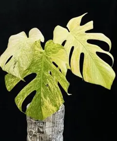 URBAN JUNGLE モンステラホワイトモンスター URBAN JUNGLE モンステラホワイトモンスター