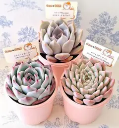 2025年最新】ファームパルクさん苗の人気アイテム - メルカリ