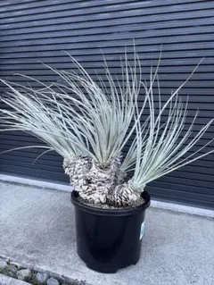 プヤ　ベヌスタ３頭　ドライガーデン　セルーレア　レア プヤ ベヌスタ3頭 ドライガーデン セルーレア レア