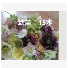 クリスマスローズ抜き苗 幼苗 15本 0727 1 - メルカリ