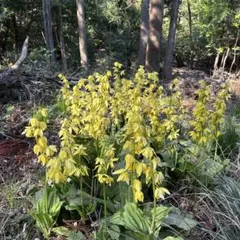 2026年最新】黄エビネの人気アイテム - メルカリ