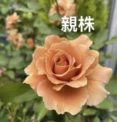 廃盤希少】 AUScot バラ苗 接ぎ木苗 強香・四季咲き② - メルカリ