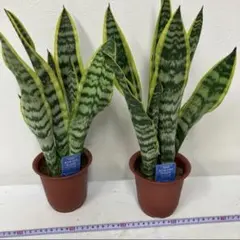 ⑤4号×2 サンスベリア サンセベリア　ローレンティー　トラノオ　観葉植物　室内のサムネイル