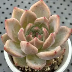 ミックスベリア ウェディングベル 抜き苗 おらいさん 多肉植物 札は