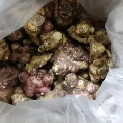 訳あり　3.5キロ　群馬県産　菊芋　農薬不使用　農家直送