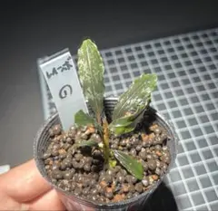 2025年最新】ブセファランドラ レインボーの人気アイテム - メルカリ