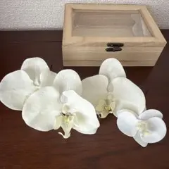 胡蝶蘭（アーティフィシャルフラワー）ヘッドドレス 木製ボックス付き