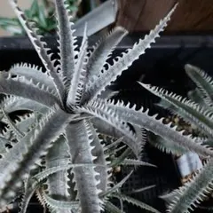 ディッキア Dyckia fosteriana var, Senges f10 - メルカリ
