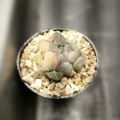 た*こ様 ハオルチア　オブツーサ錦　水中月錦　72