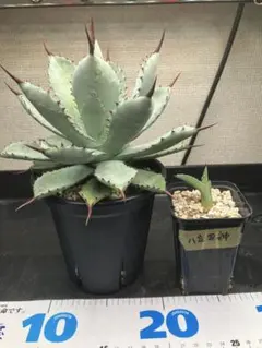 アガベ ホリダ 極上株 極上強刺 Agave horrida 球状株 - メルカリ