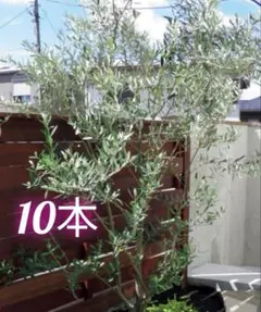 2026年最新】オリーブ挿し穂の人気アイテム - メルカリ