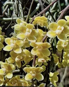 とりとりさん様専用です。