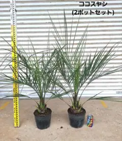 2026年最新】ココスヤシの苗の人気アイテム - メルカリ
