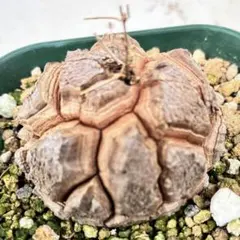 特大 大株 メキシコ 亀甲竜 発根済 大型メキシコ亀甲竜 【発根管理中】 - メルカリ