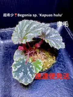 ひよこ様専用❣️Begonia incisa ベゴニア インキサ❣️斑入り 原種
