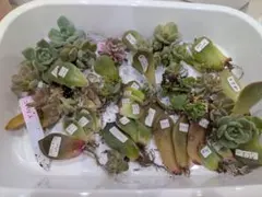 多肉・葉挿しっ子セット♡