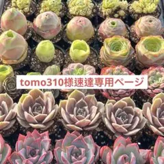 多肉植物　エケベリア　販売会　tomo310様　専用ページのサムネイル