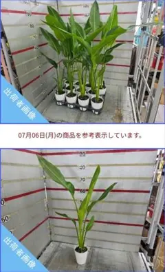 希少 タビビトノキ Traveller’s Tree 旅人の木 扇芭蕉 群生鉢 ☆タビビトノキ 扇芭蕉 旅人の木☆4号鉢☆希少☆ - メルカリ