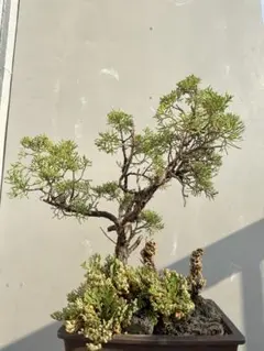 岩松岩ヒバ イワヒバ石付き盆栽 趣ある山水景 - メルカリ