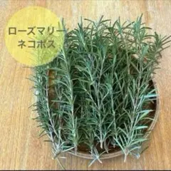 2026年最新】ローズマリーカット枝の人気アイテム - メルカリ
