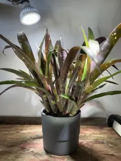 2025年最新】ブロメリア・エアープランツの人気アイテム - メルカリ