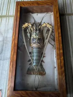 額装標本 ニシキエビ 錦海老 伊勢海老 えび 剥製 - メルカリ