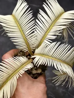 【極上SSS級】　黄金ソテツ　変異種　ソテツ　蘇鉄　変異ソテツ　白ソテツ 極上SSS級】 黄金ソテツ 変異種 ソテツ 蘇鉄 変異ソテツ 白ソテツ