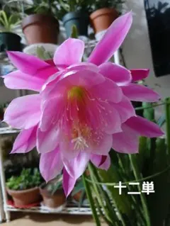 花サボテン 大輪 ピンク 苗発根済 多肉植物 - メルカリ
