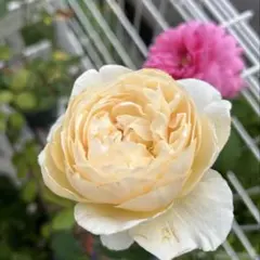 2026年最新】バラ挿し木苗の人気アイテム - メルカリ