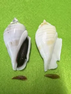 貝殻標本(沖縄の青い海の宝)ネジマキガイ❷蓋付