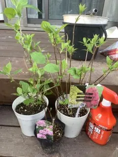 ☆塩原花園☆新品種☆なゆた☆5号鉢☆5月初〜発送☆購入希望コメント